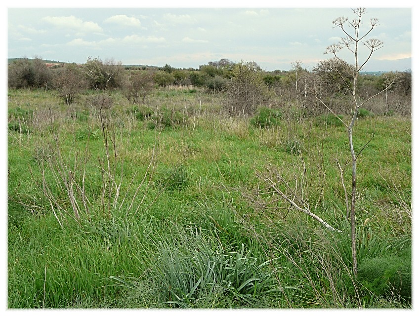 Le Steppe del Gargano